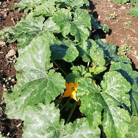 Tapias, Casa Papin *