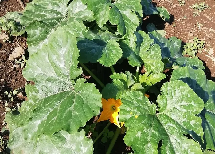 Tapias, Casa Papín *