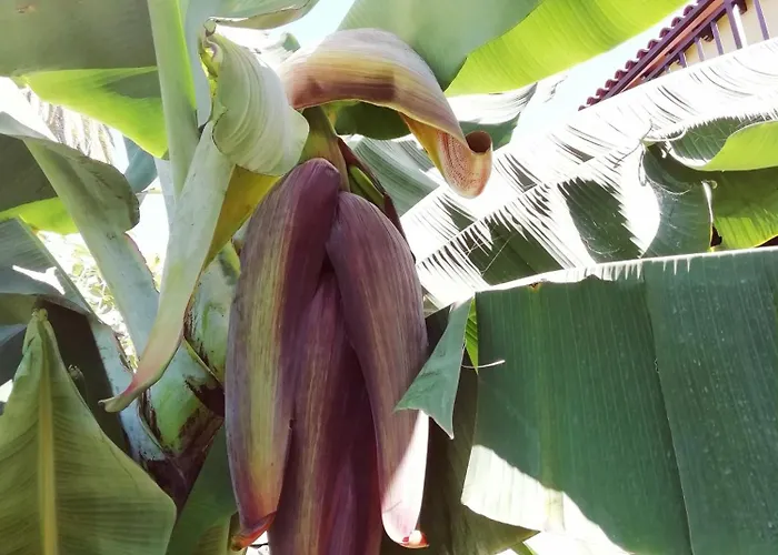 Prázdninový dům Tapias, Casa Papín