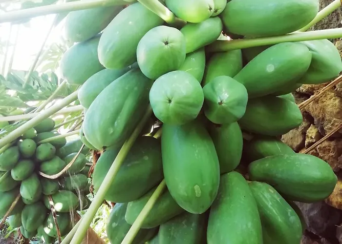 Casa vacanze Tapias, Casa Papin